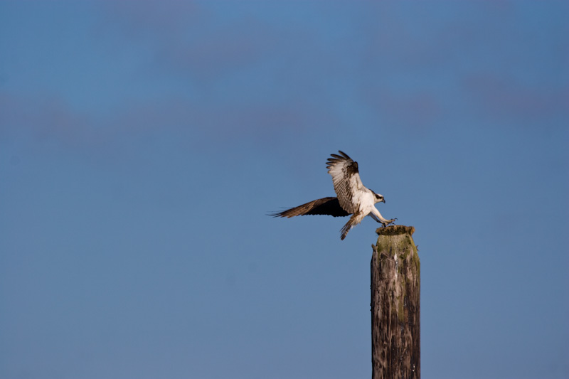 Ospry Landing On Piling
